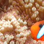 Great Barrier Reef Animals