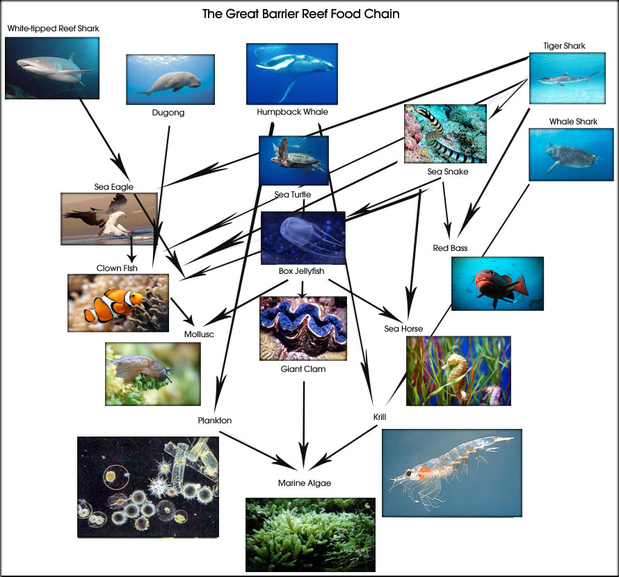 Which Organism In A Food Web Has The Most Energy Which Organism In A Food Web Has The Most Energy