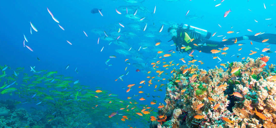 Southern Great Barrier Reef Dive Trail